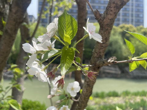 白色樱花