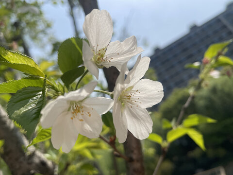 白色樱花