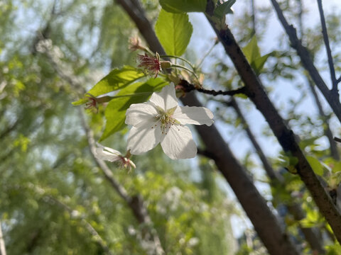 白色樱花