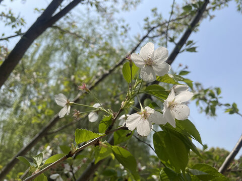 白色樱花