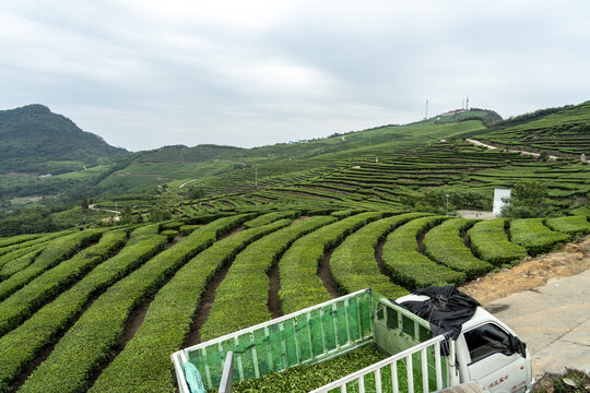 茶园
