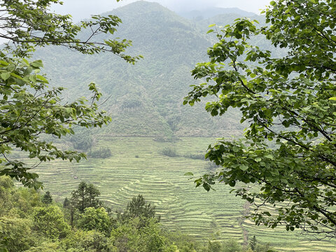 篁岭