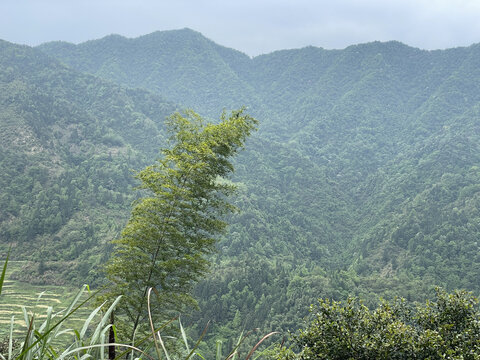 篁岭