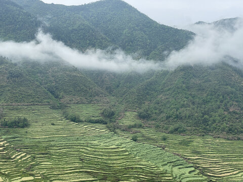 篁岭