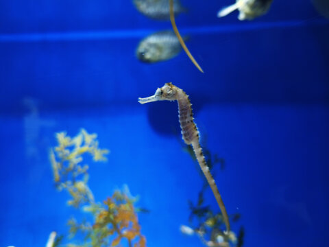 水族馆里优雅的小海马