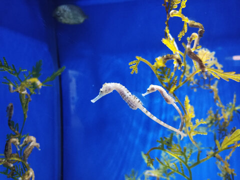 水中悠游的可爱海马