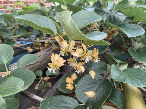 杨桃花