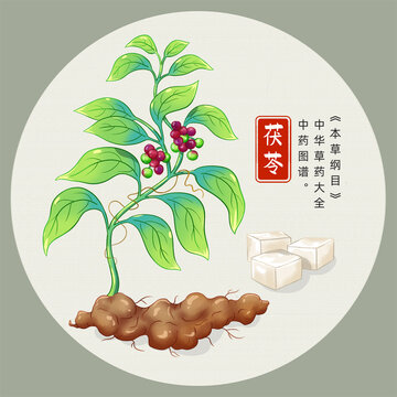 茯苓插画手绘