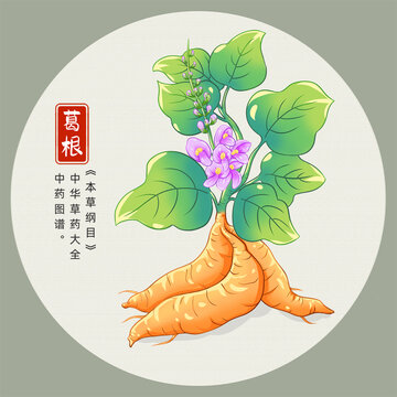 葛根插画手绘