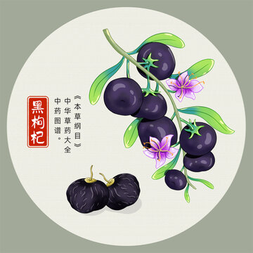 黑枸杞插画手绘