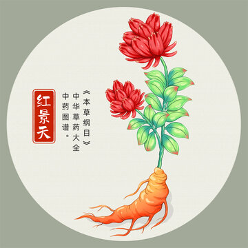 红景天插画手绘