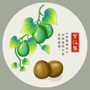 罗汉果插画手绘