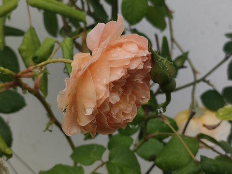 带露的橙色娇艳月季花