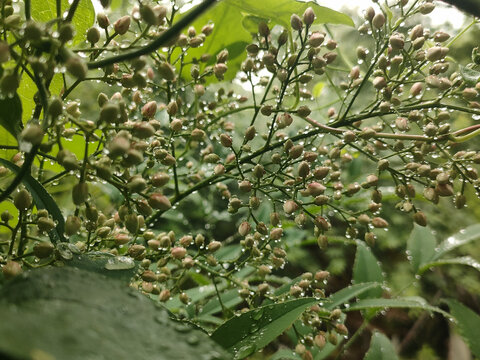 带雨珠的南天竺花卉特写
