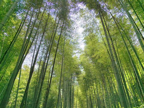 常州溧阳南山竹海