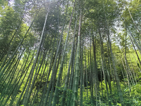 常州溧阳南山竹海