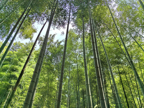 常州溧阳南山竹海