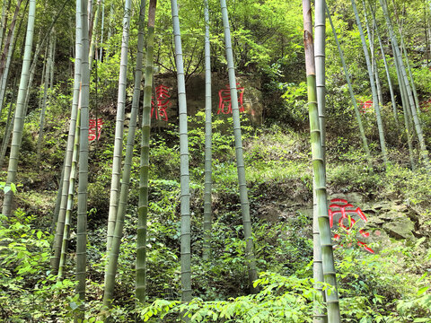 常州溧阳南山竹海