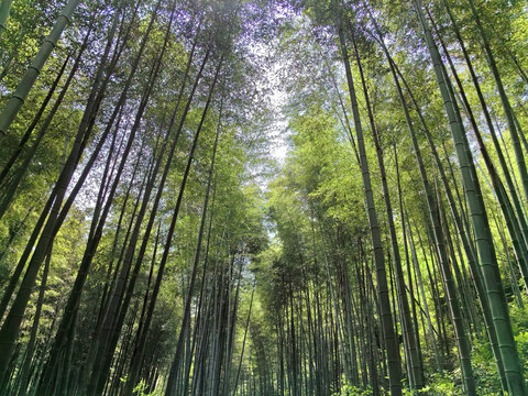 常州溧阳南山竹海