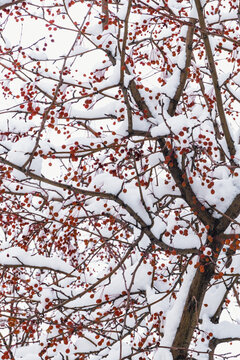 大雪后的野果树