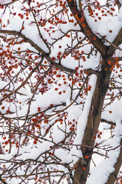 雪后树枝果实