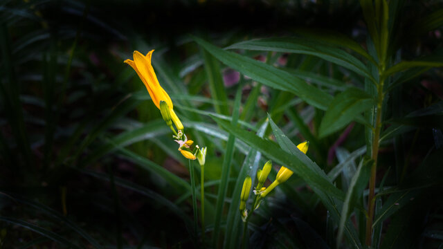 萱草花蕾