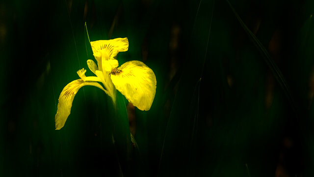 黄菖蒲