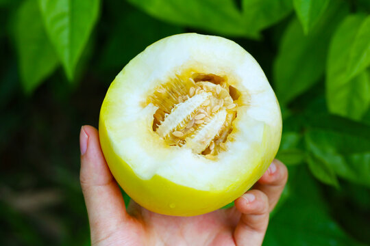 小蜜蜂甜瓜