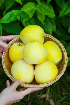 小蜜蜂甜瓜