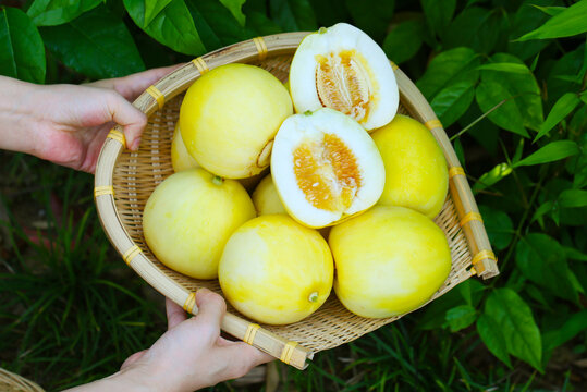 小蜜蜂甜瓜
