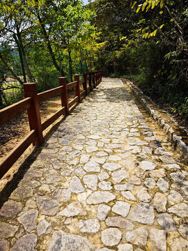林间石板小径风景