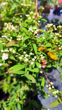 繁茂小白花绿植特写