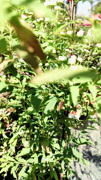 繁茂绿叶间的多彩小花