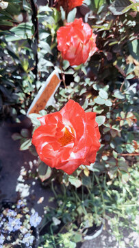 娇艳绽放的红色月季花