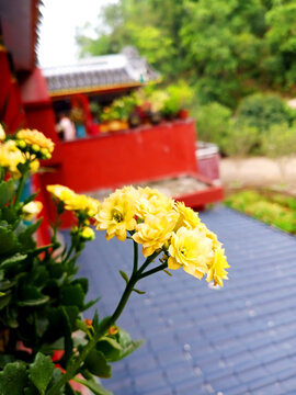 长寿花
