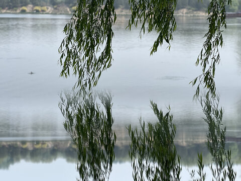 湖畔垂柳与静谧湖水之景