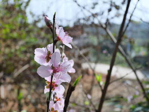 春天里盛开的桃花