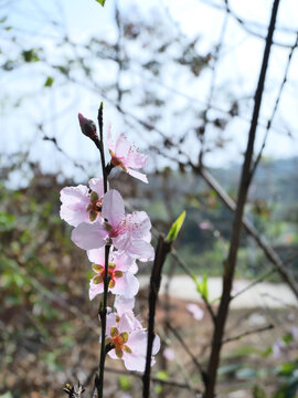 春天里盛开的桃花