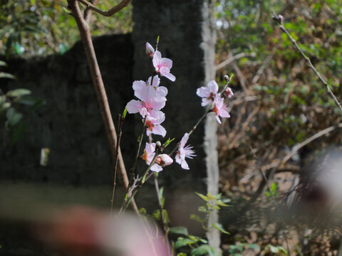 春天里盛开的桃花