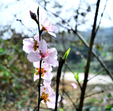 春天里盛开的桃花