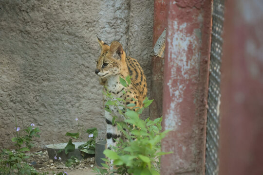 野生动物非洲薮猫