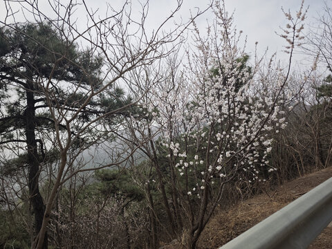 山间绽放的白色花枝