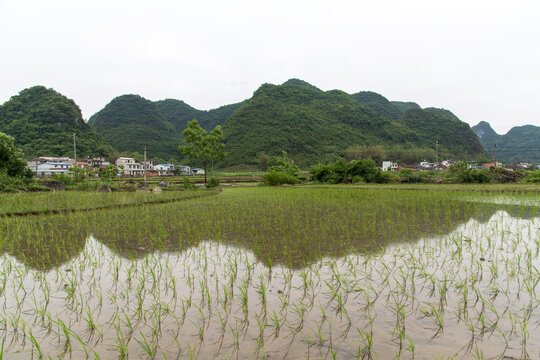 水稻田秧苗