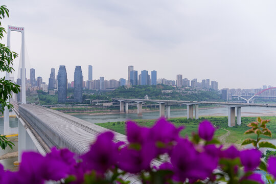繁花映衬下的重庆城市桥梁景观