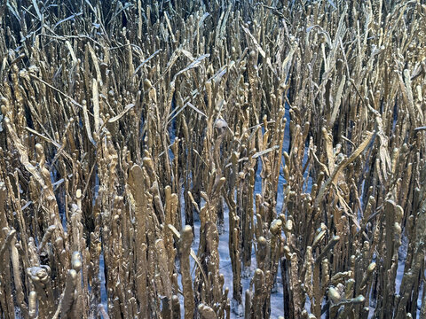 覆雪的田野植物残茎景观