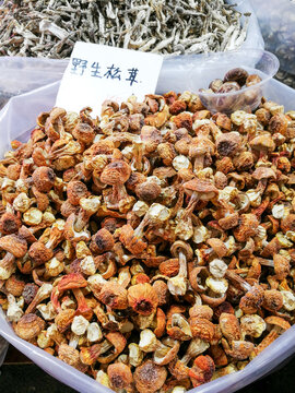 干松茸