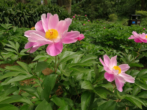 芍药花