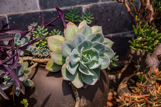 多肉植物盆景