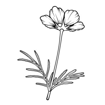 一枝菊类花朵仰视视角