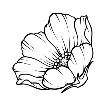 手绘单朵线条花卉图案